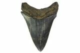 Fossil Megalodon Tooth - South Carolina #130781-2